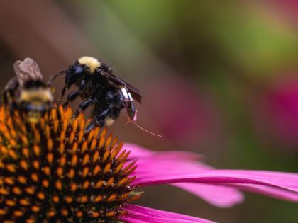 Život farem dokážou brzy monitorovat včely s batůžky plnými senzorů