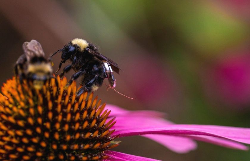 Život farem dokážou brzy monitorovat včely s batůžky plnými senzorů