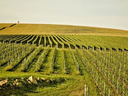 Jak se moravská vína dostala mezi ta světová a jak tomu pomohli i menší vinaři