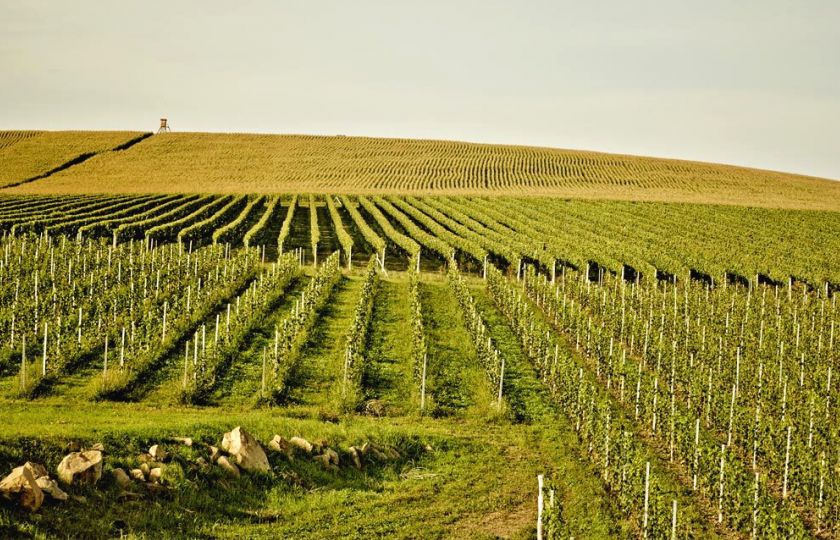 Jak se moravská vína dostala mezi ta světová a jak tomu pomohli i menší vinaři