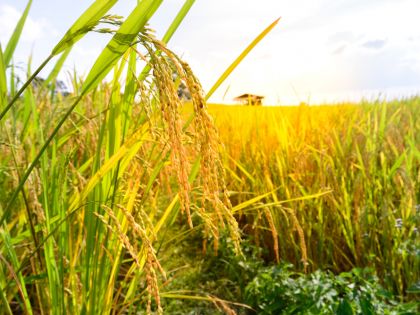 Zlatá rýže: Může zachránit miliony životů, přesto je kvůli genetice zakázaná