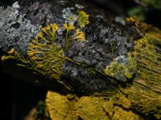 Houba, nebo zvíře? Pařížská zoo má novou atrakci se 720 pohlavími