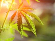 Nejsou jenom v konopí. Kde všude ještě najdeme kanabinoidy?