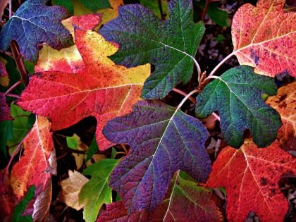Když barevný podzim voní i na fotkách