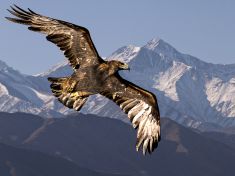 V období orla nemějte zábrany. Miřte výš, radí mayský astrolog