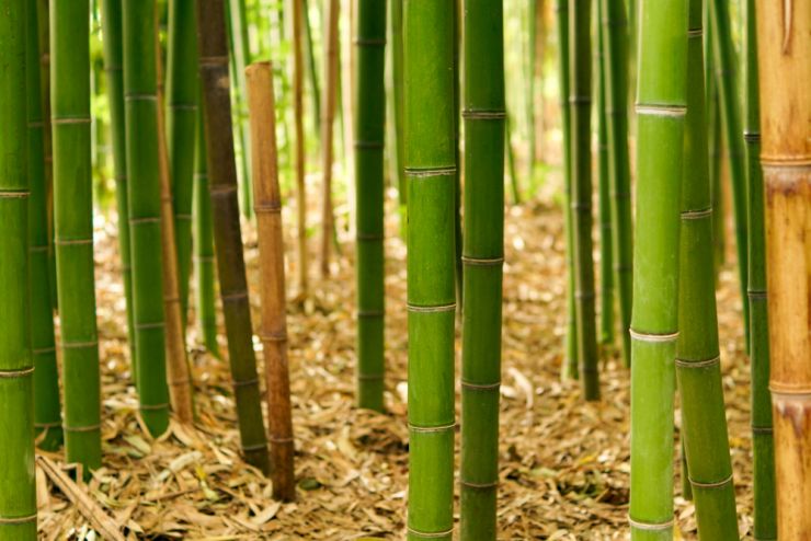 bambus 1212963559