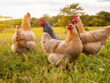 Proč je kuřecí nejoblíbenějším masem na světě? Výroba je levná