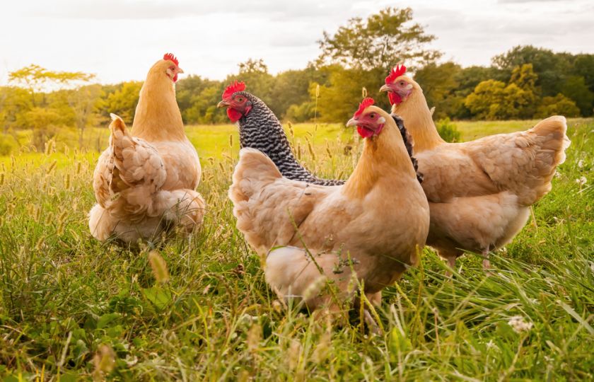 Proč je kuřecí nejoblíbenějším masem na světě? Výroba je levná
