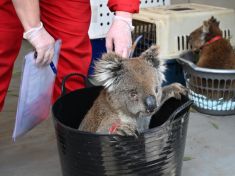 Oheň v Austrálii nepřežila až miliarda živočichů. Zmizely i některé druhy