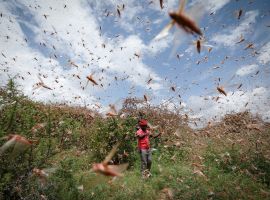 Světu nehrozí jen koronavirus. Východní Afriku decimují sarančata