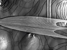 Účinná protihluková ochrana: Autory nových materiálů inspirovaly můry