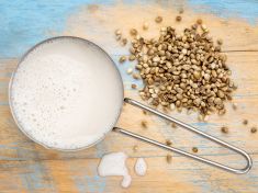 Vyrobte si konopné mléko! To naše je legální a navíc léčí!