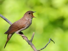 Slaví holub i slavík. Dnes je totiž Den ptačího zpěvu!