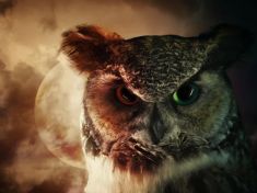 Období od 5.5. – 17.5.2017: Cib (Sup, Sova)