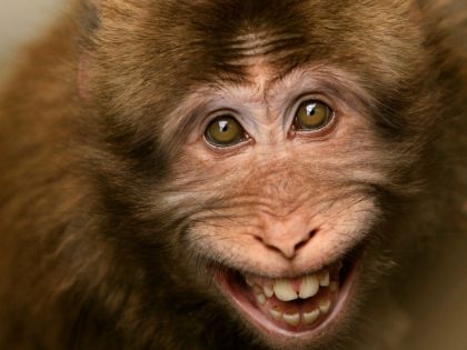 Vědci naklonovali opice, aby porozuměli lidským nemocem
