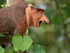 Do Bornea za skutečnou podobou skřítka Dobbyho z Harryho Pottera