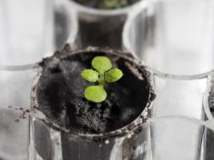 Vědci dokázali vypěstovat rostliny v měsíční půdě. Kolonie na Měsíci budou soběstačné