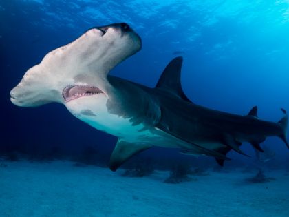 Jak se žraloci orientují v oceánech? Využívají magnetické pole Země