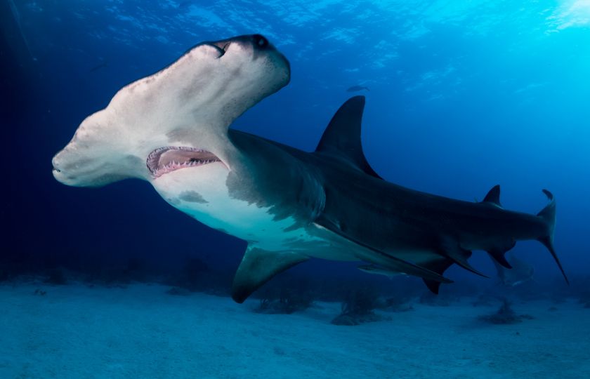 Jak se žraloci orientují v oceánech? Využívají magnetické pole Země
