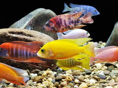 Studie z Německa dokazuje, že ryby umí počítat. Rozhodně prý do pěti