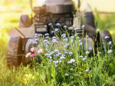 Květen bez sekaček má úspěch: V Británii se do zahrad vrátily rostliny i hmyz