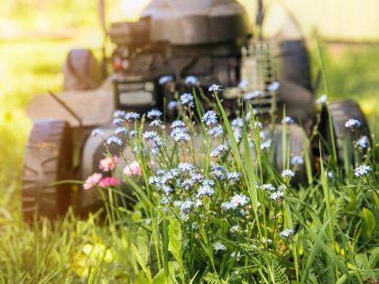Květen bez sekaček má úspěch: V Británii se do zahrad vrátily rostliny i hmyz