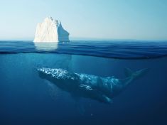Na Islandu udělali tlustou čáru za lovem velryb: Kampaň neziskovek funguje.