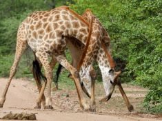 Žirafy bojují fér: Vyzývají rovnocenného soupeře a respektují jeho styl boje