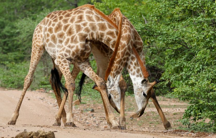 Žirafy bojují fér: Vyzývají rovnocenného soupeře a respektují jeho styl boje