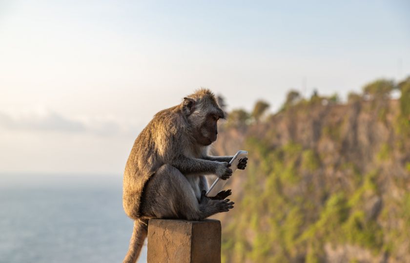 Na Bali jen s tučným výkupným: Opice vás okradou, návrat cenností si musíte vyjednat 
