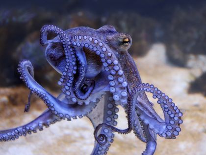 Pro Brity jsou chobotnice vědomé bytosti, zbytek světa filozofuje, jak se asi cítí