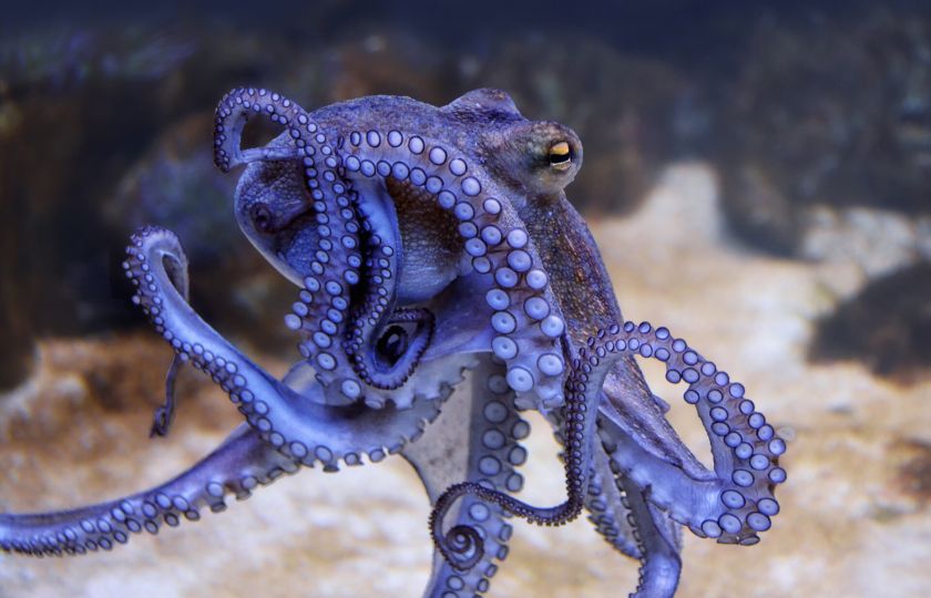 Pro Brity jsou chobotnice vědomé bytosti, zbytek světa filozofuje, jak se asi cítí