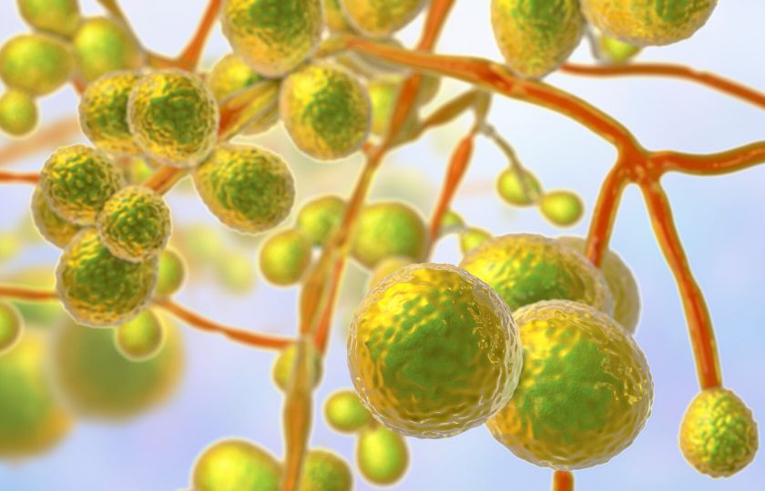 Strašákem nejsou jen viry: Příští pandemii by mohly způsobit i zmutované plísně