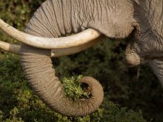 Černý trh se slonovinou má tuhý kořínek. Z ochránců slonů se stali zabijáci