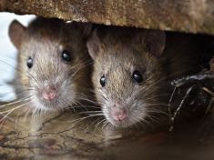 Mor není nemoc středověku. Je hrozbou i dnes, proto vědci vyvíjí nové vakcíny