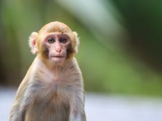 Makakové se po očkování nenakazili. Je tedy na světě vakcína proti HIV?