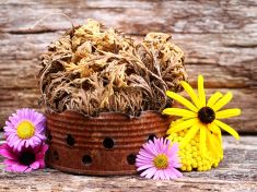 Růže z Jericha je tradiční medicínou Středního východu, vyspělý Západ váhá