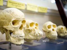 Tvar lidského mozku se od paleolitu téměř nezměnil. Proč se tedy změnila lebka?