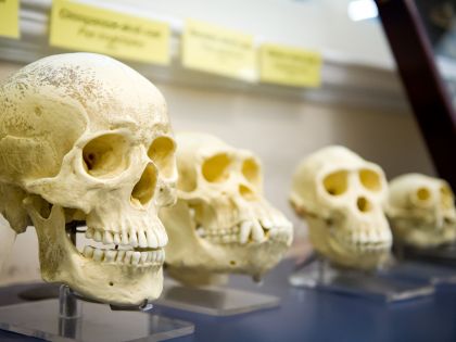 Tvar lidského mozku se od paleolitu téměř nezměnil. Proč se tedy změnila lebka?