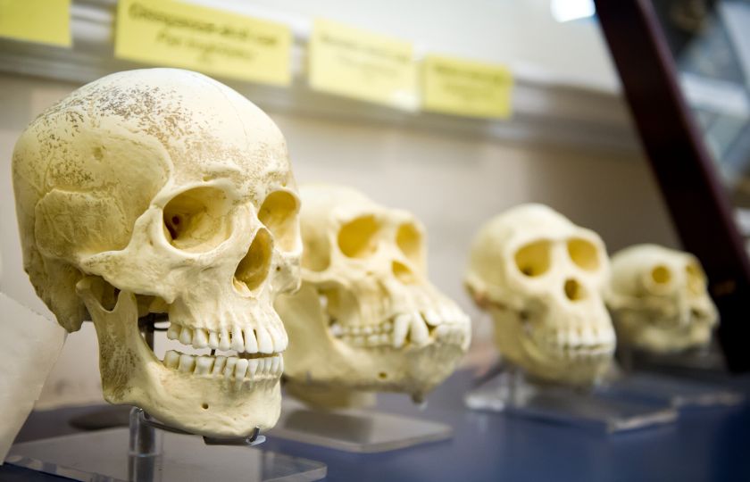 Tvar lidského mozku se od paleolitu téměř nezměnil. Proč se tedy změnila lebka?