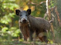 Floweek: Hubnutí s konopím a vyhánění divočákem