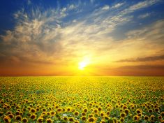 Období od 17. 8. – 29. 8. 2017: Ahau (Slunce, Květina)