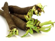 Hadí mord zamorduje i přebytečná kila