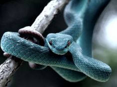 Období od 21.10. – 2. 11. 2017: 1-Chicchan (Had)  