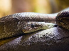 Hadi, co loví ve smečkách? To není nový horor, ale realita!