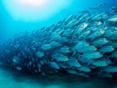 Tereza Hanusová: HUMAN+