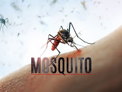 Film Mosquito varuje před rizikem globální pandemie. Že se nebojíte komárů? Začnete! 