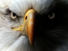 Období od 13.6. – 25.6.2017: Men (Orel)