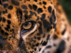 Období od 22. 7. – 3. 8. 2017: Ix (Jaguár)