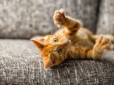 Odstranění drápků: Jedna z nejhorších věcí, které můžete kočce udělat